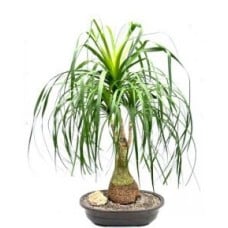 Ponytail Palm Bonsai Tree
(beaucamea recurvata)