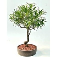 Flowering Podocarpus Bonsai Tree
Curved Trunk Style
(podocarpus macrophyllus)