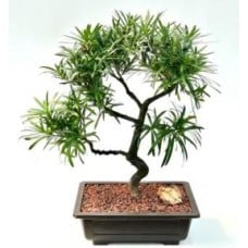 Flowering Podocarpus Bonsai Tree
Curved Trunk & Tiered Branching Style
(podocarpus macrophyllus)