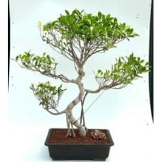 Ficus Retusa Bonsai Tree
Curved Trunk & Tiered Branching
(ficus retusa)