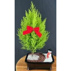 Lemon Cypress Bonsai Tree Holiday Landscape Scene (cupressus macrocarpa)