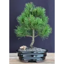 Mugo Pine Bonsai Tree - Small (pinus mugo 'valley cushion')