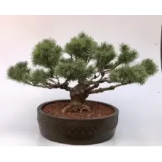 Mugo Pine Bonsai Tree
(pinus mugp 'valley cushion')
