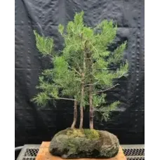 Eastern Red Cedar Bonsai Tree 3 Tree Forest Group in Feather Stone Base (juniperus virginiana)