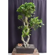 Fruiting Green Emerald Ficus Bonsai Tree
Braided Trunk
(ficus microcarpa)