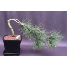 Contorted Eastern White Pine Bonsai Tree Cascade Style (pinus strobus 'Contorta')