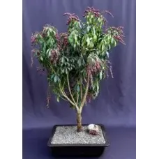 Flowering Valley Valentine Japanese Andromeda Bonsai Tree (Pieris japonica 'Valley Valentine')