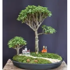 Baby Jade Bonsai Tree Group Autumn Landscape Scene (Portulacaria Afra)