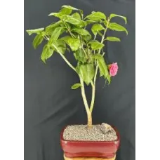 Flowering Pink Camellia Bonsai Tree (Camellia japonica 'Debutante')