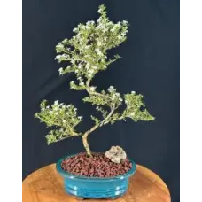 Flowering Mount Fuji Serissa Bonsai Tree Trained Curved Trunk Style (serissa foetida)