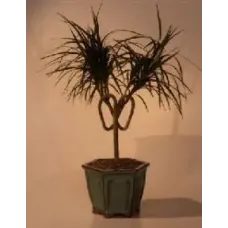 Dracena Bonsai Tree - Heart Shaped (Marginata 'Pamela Twist')