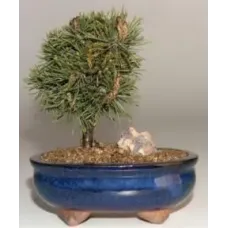Mugo Pine-Medium (Pinus Mugo "valley cushion")