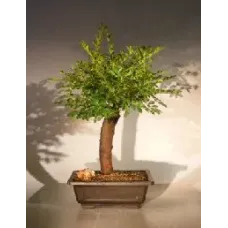 Dwarf Chinese Elm Bonsai Tree (ulmus parvifolia) 'yatsubusa'