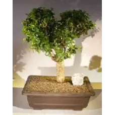 Baby Jade Bonsai Tree Heart Shaped (Portulacaria Afra)