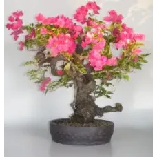 Bougainvillea - Flowering Vine Phoenix Graph (pink pixie)
