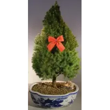 Scotch (Scots) Pine Bonsai Tree- Christmas Tree Style (pinus sylvestris')