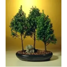 Alaska Cedar - Large Bonsai Tree (Chamecyparis Thoides Andelensis "little jamie")