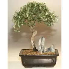 Rosemary Bonsai Tree (Rosmarinus Officinalis)