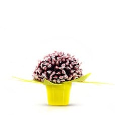 Pot-o-Sunshine (Small)