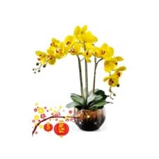 Orchid Of True Happiness (Basic)