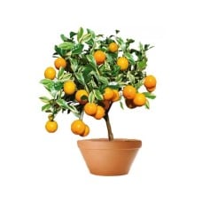 A Pretty Kumquat Tree (50 Cm)