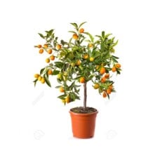 Delightful Kumquat Tree (100 Cm)