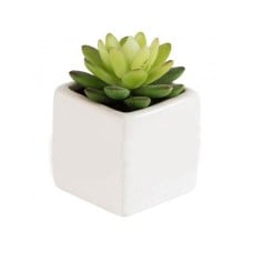 Potted Succulent 6