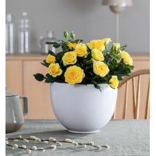 Yellow potted rose