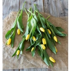 12 yellow tulips