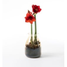 Amaryllis Rød in glass vase