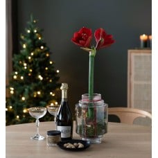 Red amaryllis in glass vase with drink and chocolate
