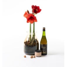 Rød amaryllis in glass vase with bubbles and chocolate