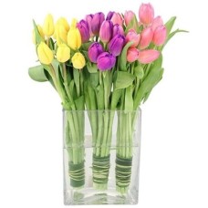 Tulip Trio Arrangement