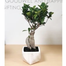 Ficus Bonsai Plant