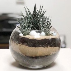 Fishbowl Zebra Garden