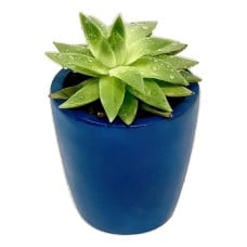 Echeveria Plant and Balloon