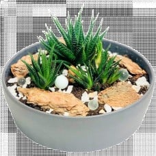 Haworthia Succulent Planted Bowl