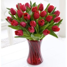 Dazzling Red Tulips