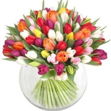 Rainbow of Tulips