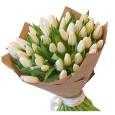Beautiful Tulips