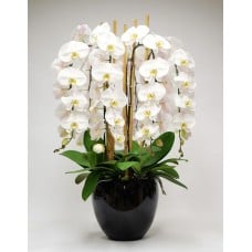 Phalaenopsis Orchid Gift With Black Pot