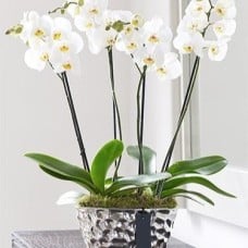 Phalaenopsis Orchid Gift with Silver Pot (White / Three Orchids)