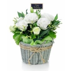 White Birthday Roses Basket