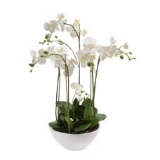 Orchids Garden (5)