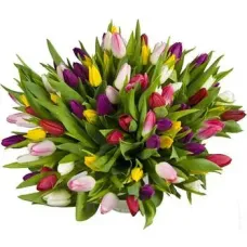 https://cdn11.bigcommerce.com/s-s00dfko9/images/stencil/{:size}/products/438/943/tulip50__43829.1488907482.jpg?c=2