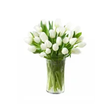 https://cdn11.bigcommerce.com/s-s00dfko9/images/stencil/{:size}/products/99/1844/20_tulips_manila__47088.1590546378.png?c=2