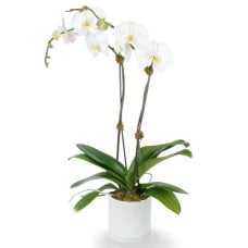 Double Phalaenopsis Potted White Orchid