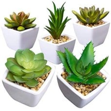 Assorted Succulents Package