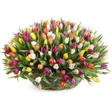 Rainbow of Tulips Basket (30 Tulips)