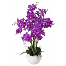Orchid Diva (4)